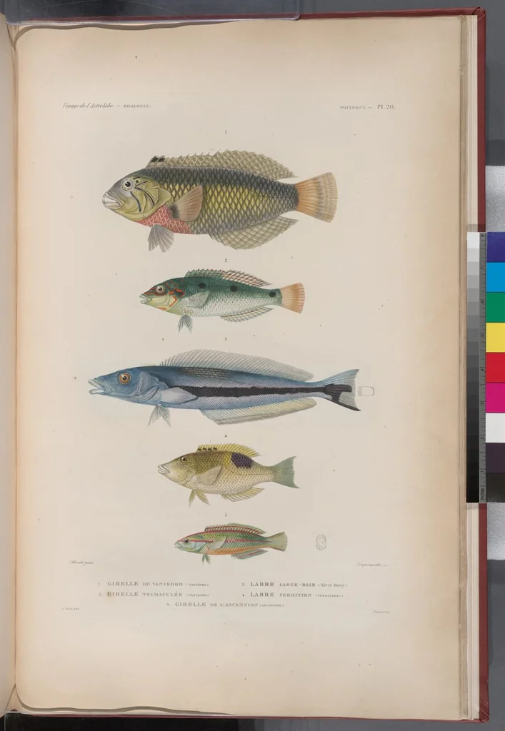 An illustration from Voyage de la corvette l'Astrolabe exécuté par ordre du roi, pendant les années 1826-1827-1828-1829, sous le commandement de M. J. Dumont d'Urville, 1830, leaf 320