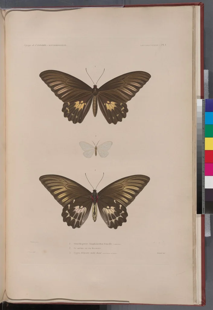 An illustration from Voyage de la corvette l'Astrolabe exécuté par ordre du roi, pendant les années 1826-1827-1828-1829, sous le commandement de M. J. Dumont d'Urville, 1830, leaf 321