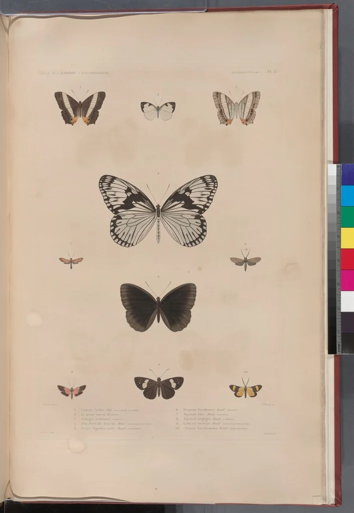 An illustration from Voyage de la corvette l'Astrolabe exécuté par ordre du roi, pendant les années 1826-1827-1828-1829, sous le commandement de M. J. Dumont d'Urville, 1830, leaf 323