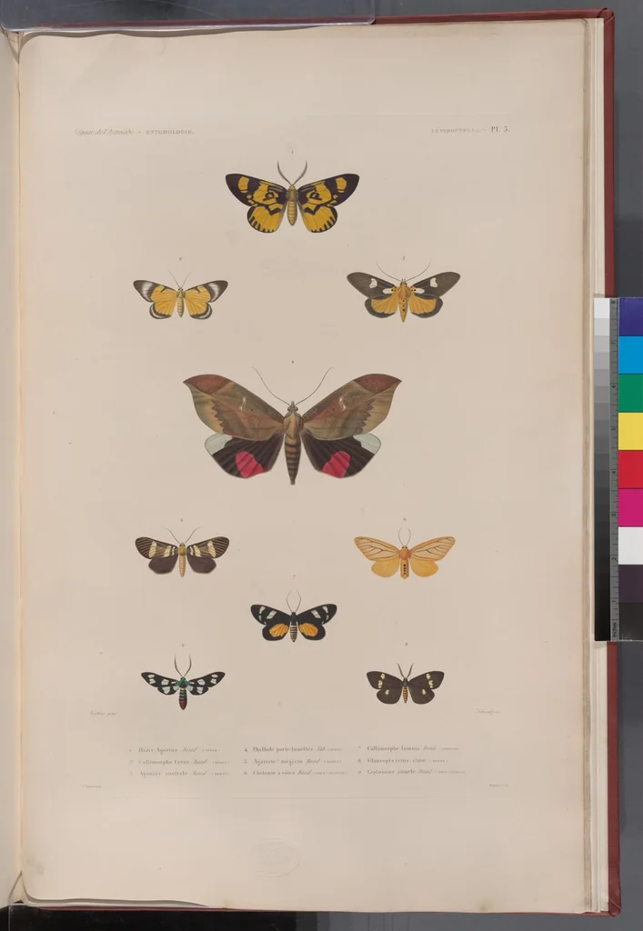 An illustration from Voyage de la corvette l'Astrolabe exécuté par ordre du roi, pendant les années 1826-1827-1828-1829, sous le commandement de M. J. Dumont d'Urville, 1830, leaf 325
