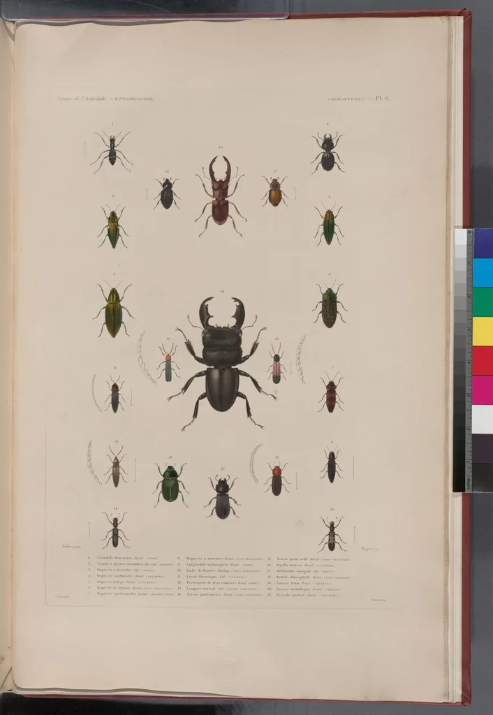 An illustration from Voyage de la corvette l'Astrolabe exécuté par ordre du roi, pendant les années 1826-1827-1828-1829, sous le commandement de M. J. Dumont d'Urville, 1830, leaf 326