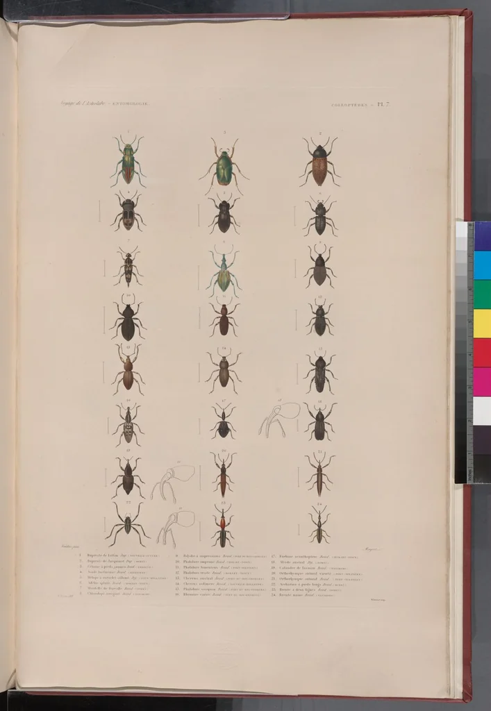An illustration from Voyage de la corvette l'Astrolabe exécuté par ordre du roi, pendant les années 1826-1827-1828-1829, sous le commandement de M. J. Dumont d'Urville, 1830, leaf 327