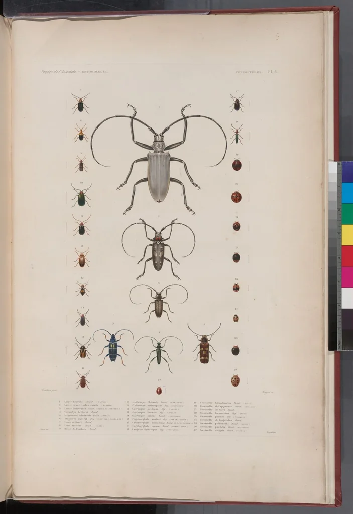 An illustration from Voyage de la corvette l'Astrolabe exécuté par ordre du roi, pendant les années 1826-1827-1828-1829, sous le commandement de M. J. Dumont d'Urville, 1830, leaf 328