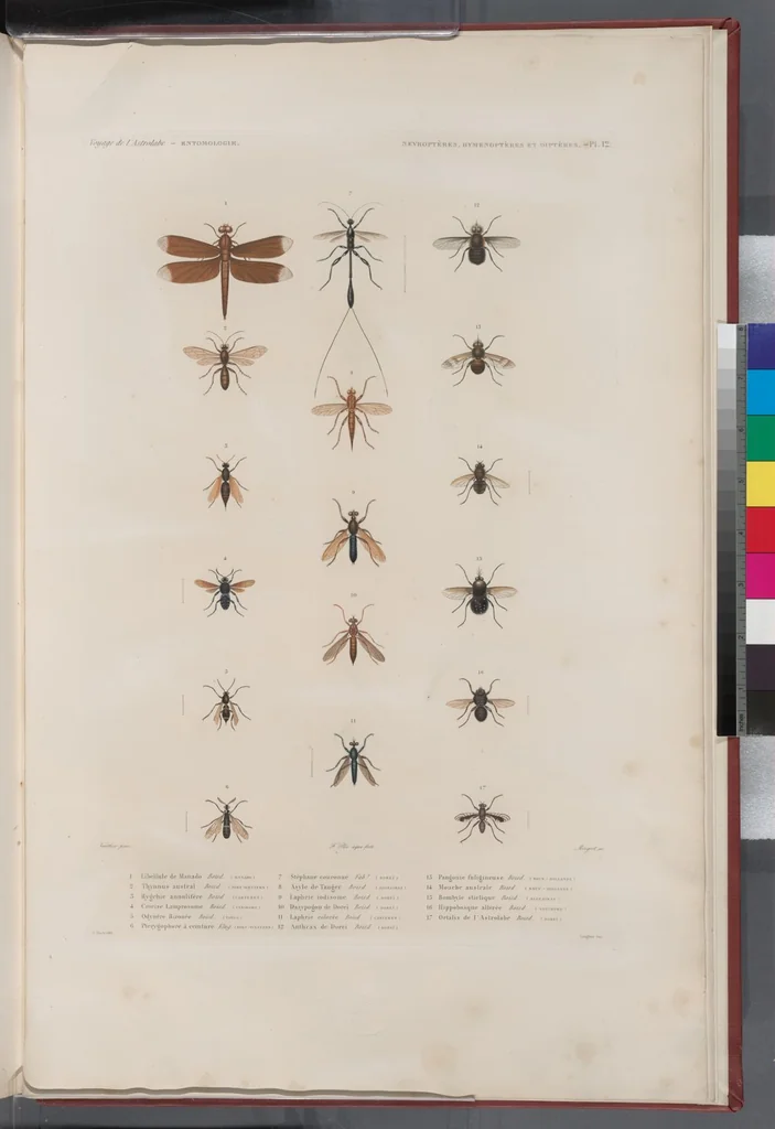 An illustration from Voyage de la corvette l'Astrolabe exécuté par ordre du roi, pendant les années 1826-1827-1828-1829, sous le commandement de M. J. Dumont d'Urville, 1830, leaf 332