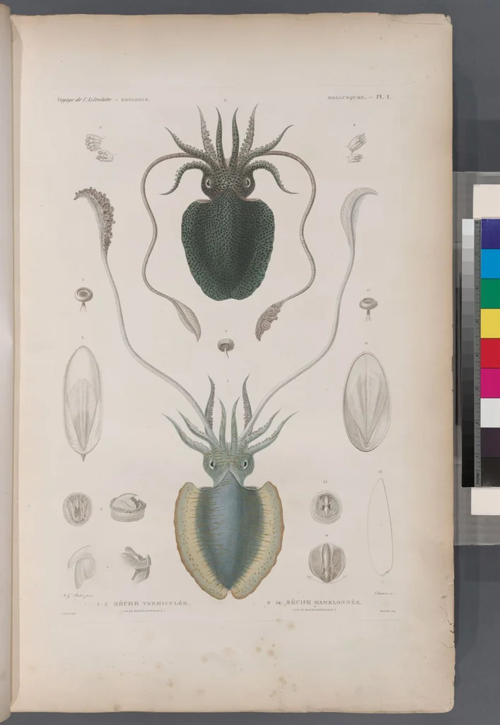 An illustration from Voyage de la corvette l'Astrolabe exécuté par ordre du roi, pendant les années 1826-1827-1828-1829, sous le commandement de M. J. Dumont d'Urville, 1830, leaf 333