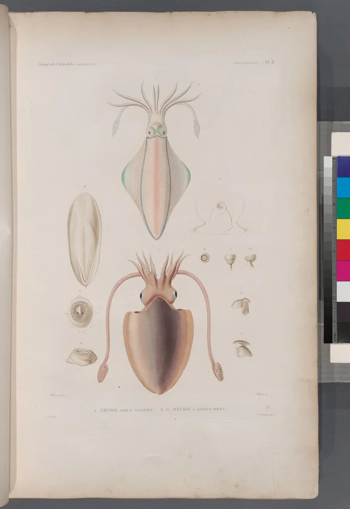 An illustration from Voyage de la corvette l'Astrolabe exécuté par ordre du roi, pendant les années 1826-1827-1828-1829, sous le commandement de M. J. Dumont d'Urville, 1830, leaf 334