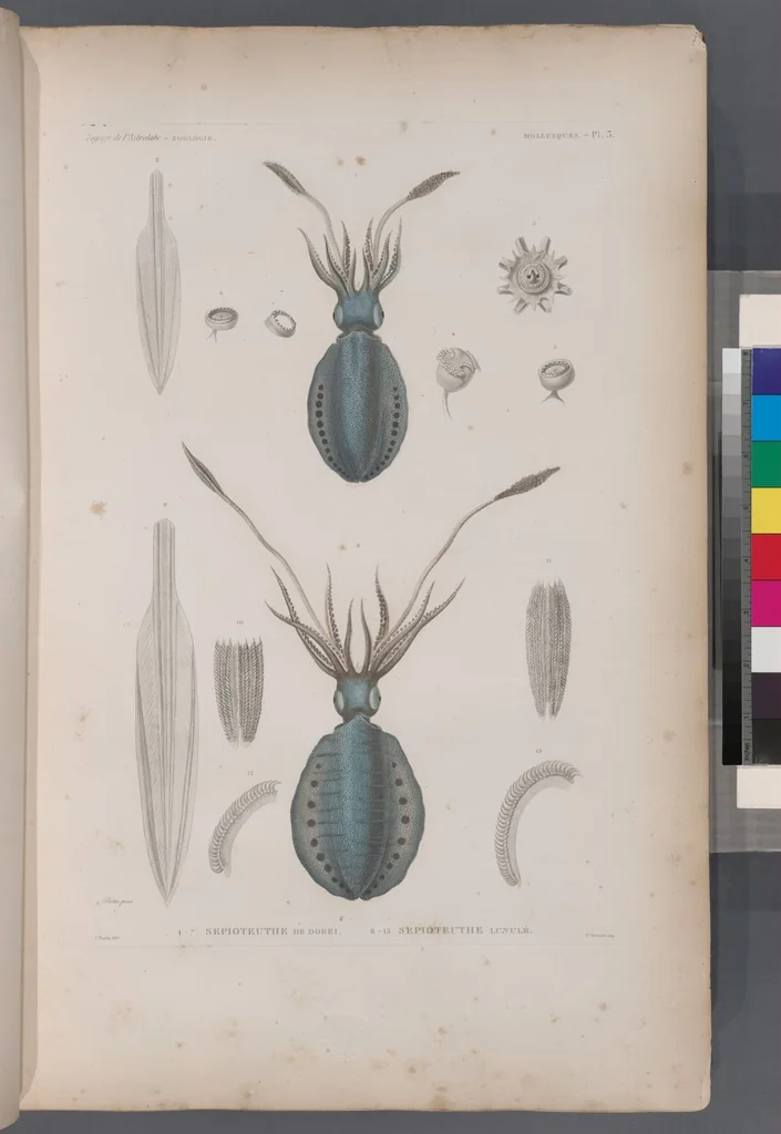 An illustration from Voyage de la corvette l'Astrolabe exécuté par ordre du roi, pendant les années 1826-1827-1828-1829, sous le commandement de M. J. Dumont d'Urville, 1830, leaf 335
