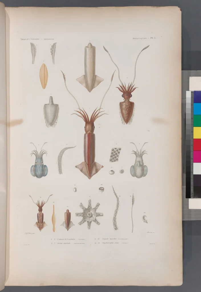 An illustration from Voyage de la corvette l'Astrolabe exécuté par ordre du roi, pendant les années 1826-1827-1828-1829, sous le commandement de M. J. Dumont d'Urville, 1830, leaf 337