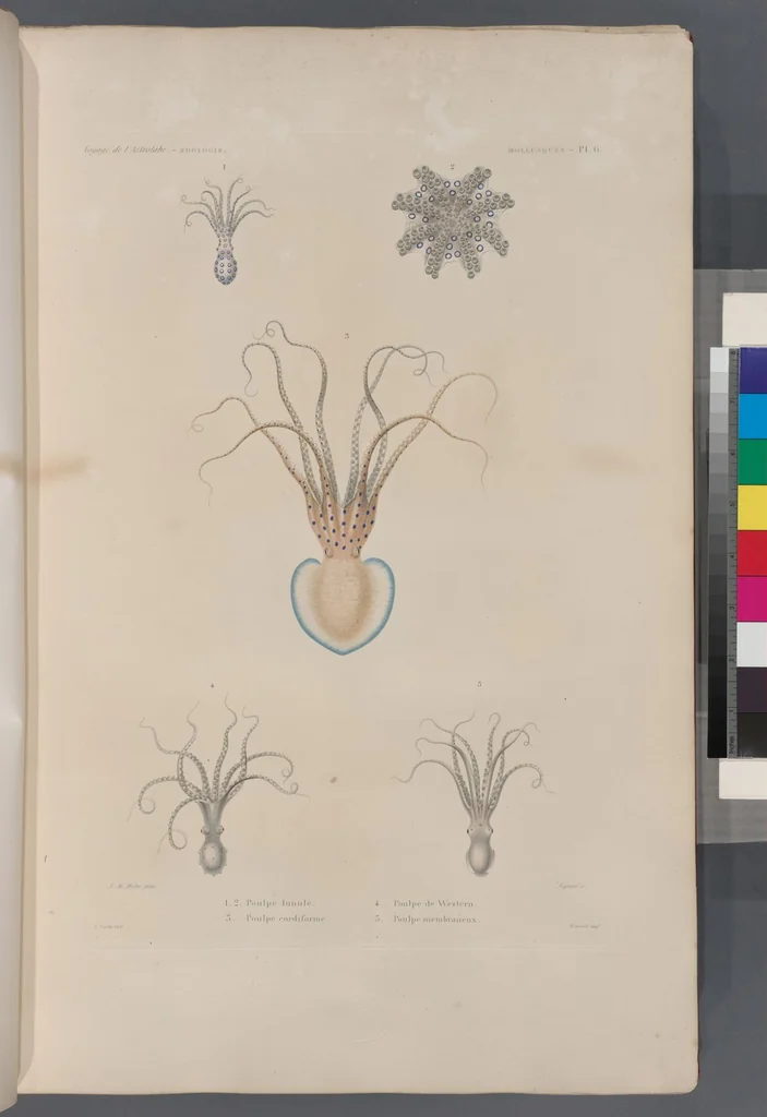 An illustration from Voyage de la corvette l'Astrolabe exécuté par ordre du roi, pendant les années 1826-1827-1828-1829, sous le commandement de M. J. Dumont d'Urville, 1830, leaf 338