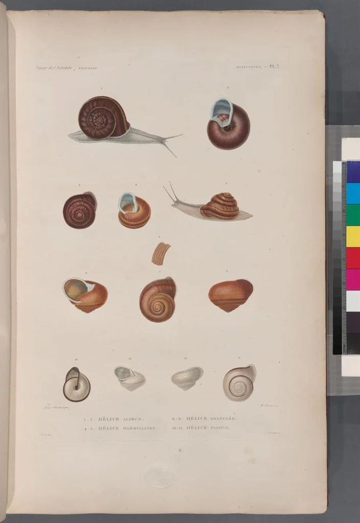 An illustration from Voyage de la corvette l'Astrolabe exécuté par ordre du roi, pendant les années 1826-1827-1828-1829, sous le commandement de M. J. Dumont d'Urville, 1830, leaf 339