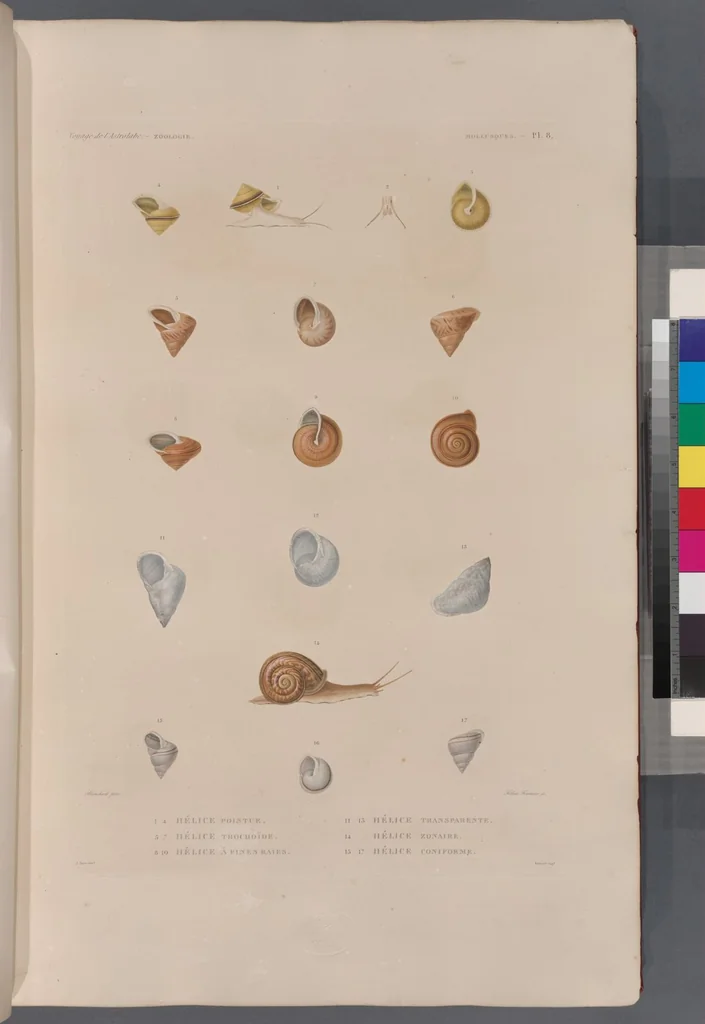 An illustration from Voyage de la corvette l'Astrolabe exécuté par ordre du roi, pendant les années 1826-1827-1828-1829, sous le commandement de M. J. Dumont d'Urville, 1830, leaf 340