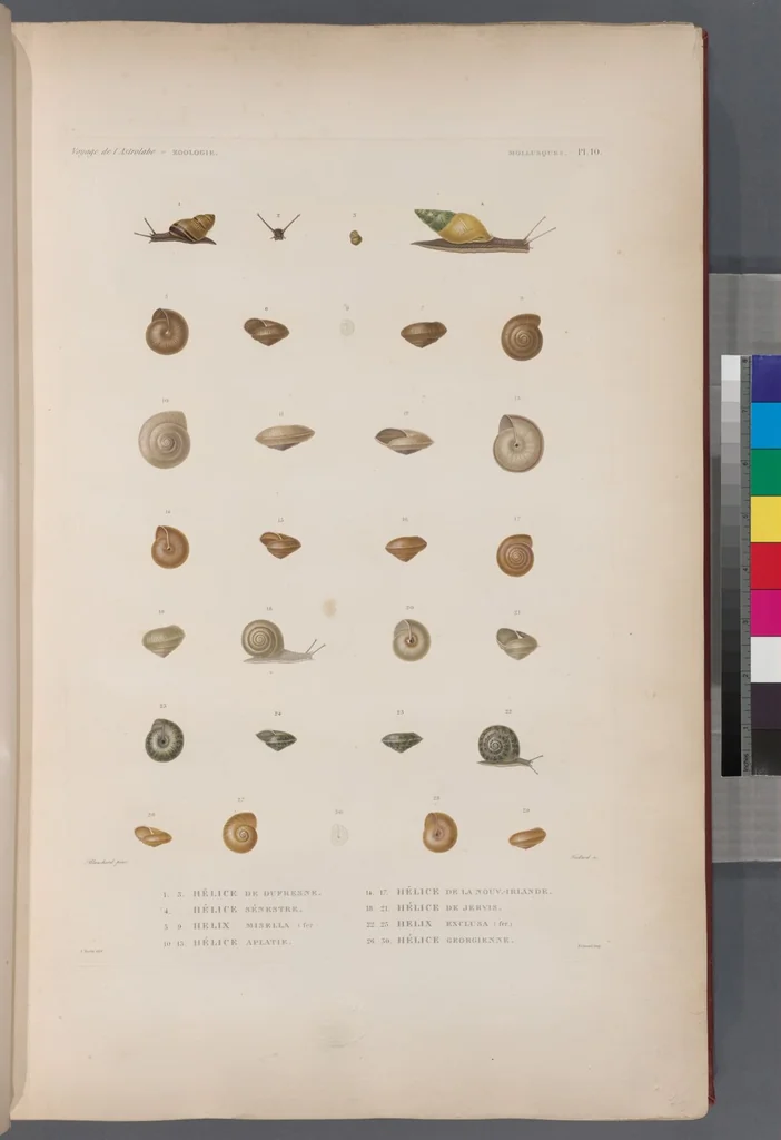 An illustration from Voyage de la corvette l'Astrolabe exécuté par ordre du roi, pendant les années 1826-1827-1828-1829, sous le commandement de M. J. Dumont d'Urville, 1830, leaf 342