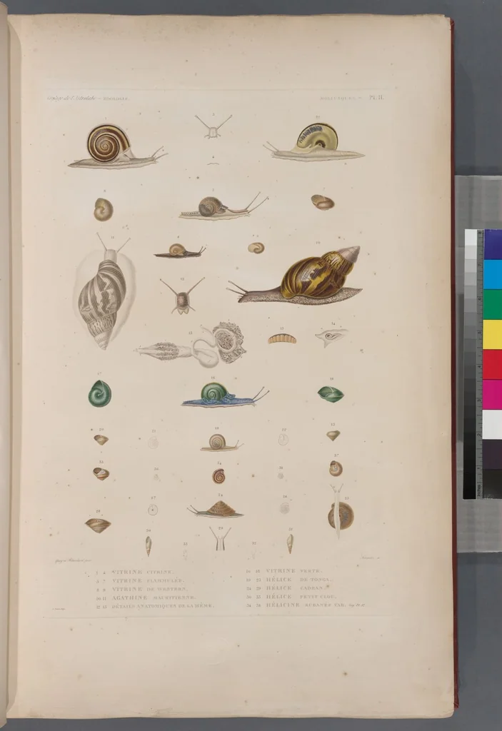 An illustration from Voyage de la corvette l'Astrolabe exécuté par ordre du roi, pendant les années 1826-1827-1828-1829, sous le commandement de M. J. Dumont d'Urville, 1830, leaf 343