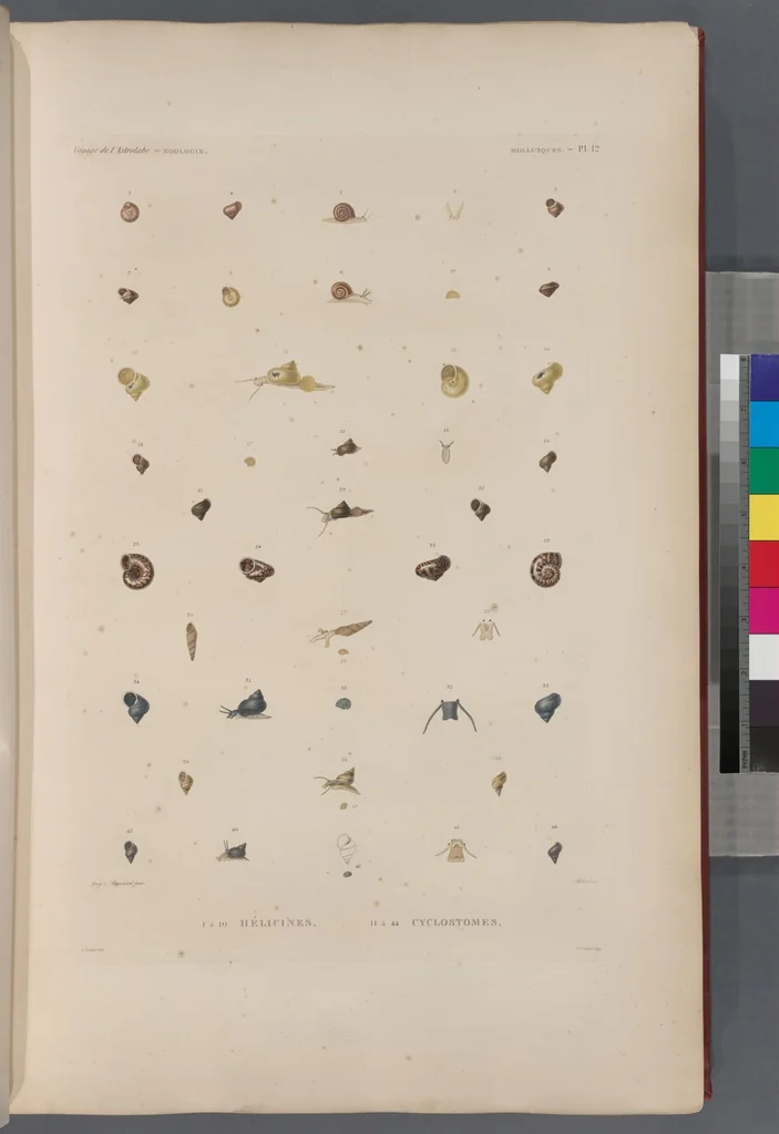 An illustration from Voyage de la corvette l'Astrolabe exécuté par ordre du roi, pendant les années 1826-1827-1828-1829, sous le commandement de M. J. Dumont d'Urville, 1830, leaf 344
