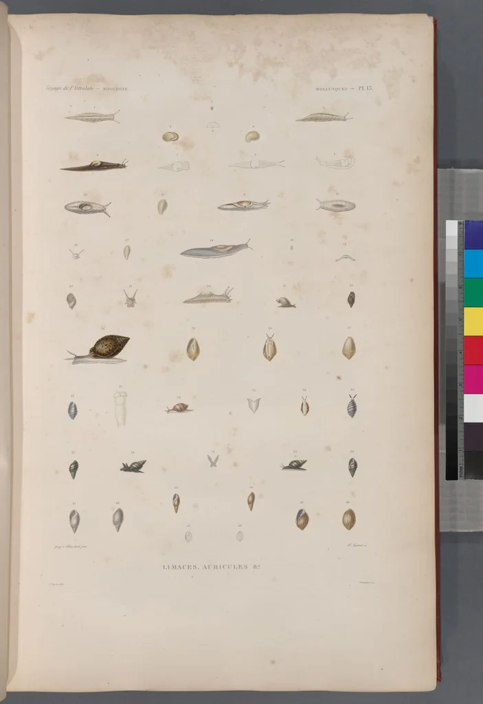 An illustration from Voyage de la corvette l'Astrolabe exécuté par ordre du roi, pendant les années 1826-1827-1828-1829, sous le commandement de M. J. Dumont d'Urville, 1830, leaf 345