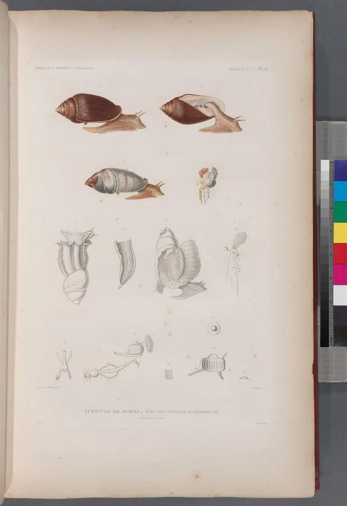 An illustration from Voyage de la corvette l'Astrolabe exécuté par ordre du roi, pendant les années 1826-1827-1828-1829, sous le commandement de M. J. Dumont d'Urville, 1830, leaf 346