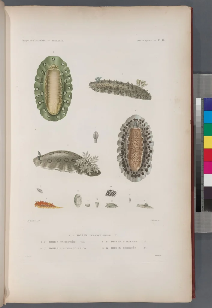 An illustration from Voyage de la corvette l'Astrolabe exécuté par ordre du roi, pendant les années 1826-1827-1828-1829, sous le commandement de M. J. Dumont d'Urville, 1830, leaf 348