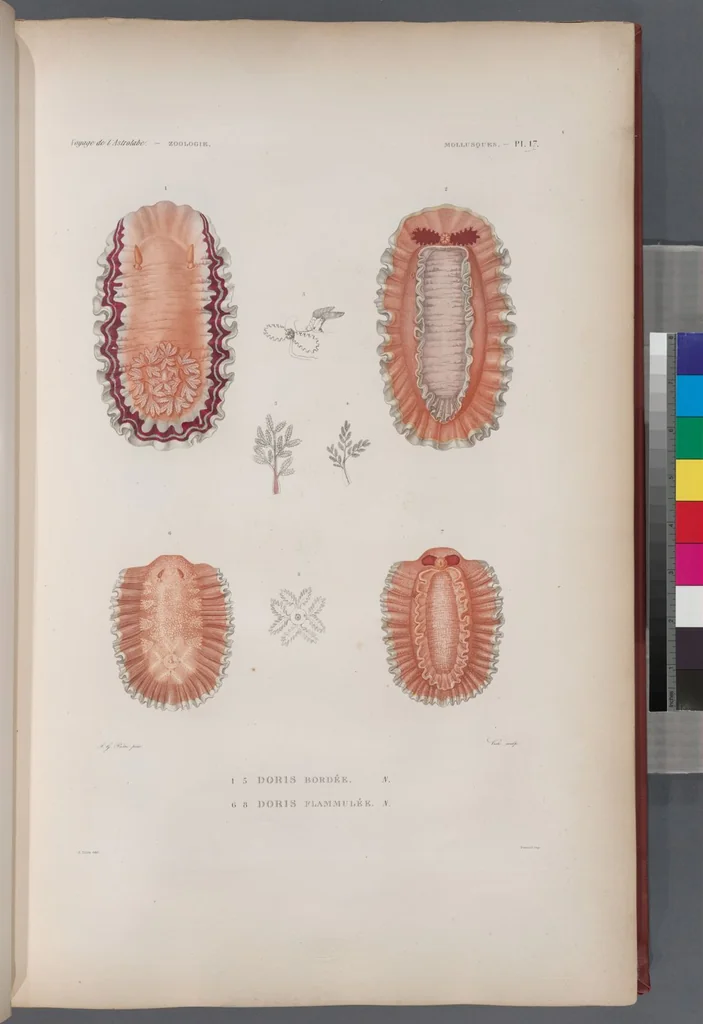 An illustration from Voyage de la corvette l'Astrolabe exécuté par ordre du roi, pendant les années 1826-1827-1828-1829, sous le commandement de M. J. Dumont d'Urville, 1830, leaf 349