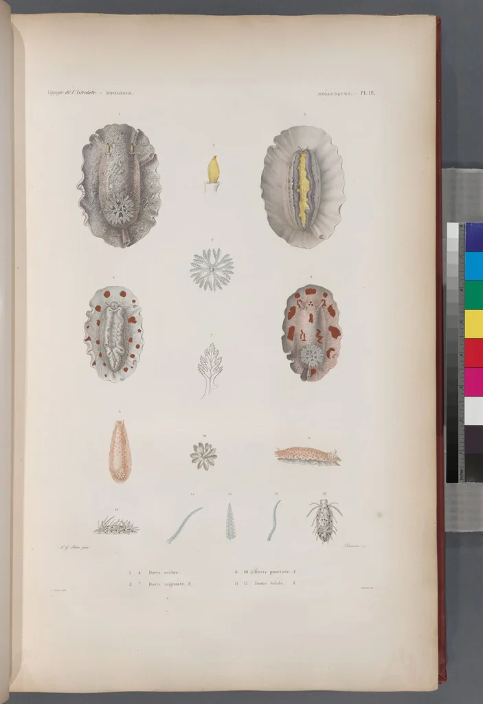 An illustration from Voyage de la corvette l'Astrolabe exécuté par ordre du roi, pendant les années 1826-1827-1828-1829, sous le commandement de M. J. Dumont d'Urville, 1830, leaf 350