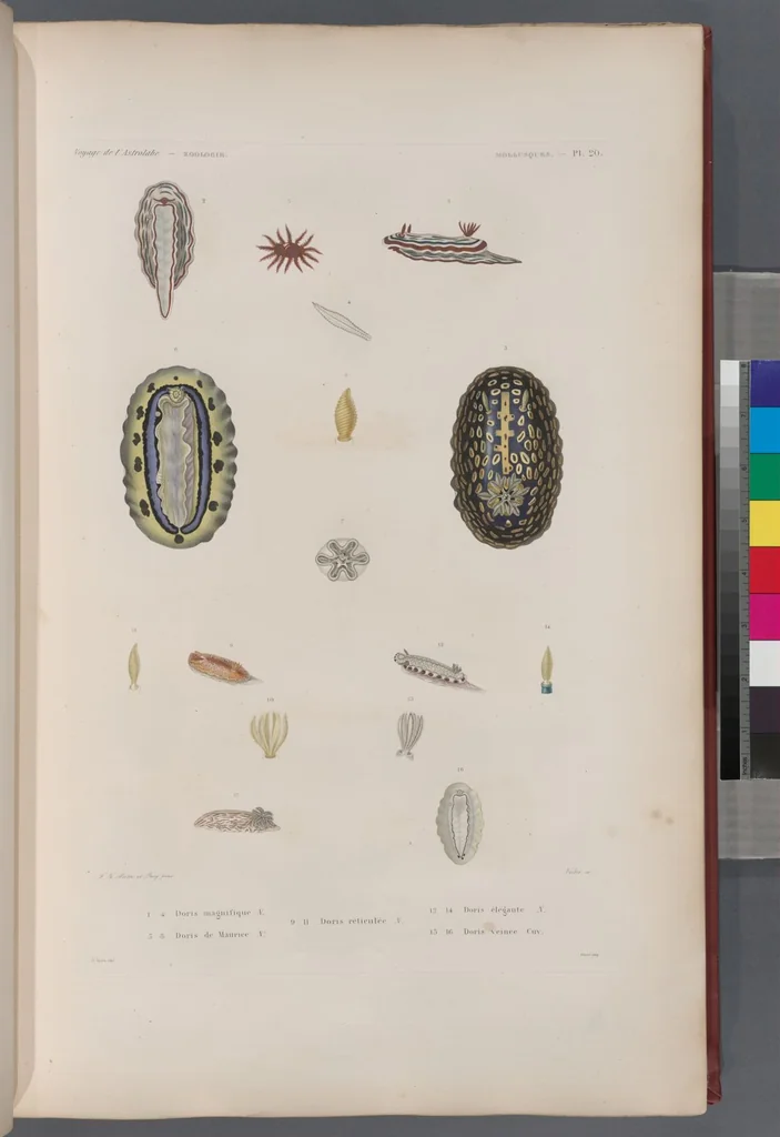 An illustration from Voyage de la corvette l'Astrolabe exécuté par ordre du roi, pendant les années 1826-1827-1828-1829, sous le commandement de M. J. Dumont d'Urville, 1830, leaf 352