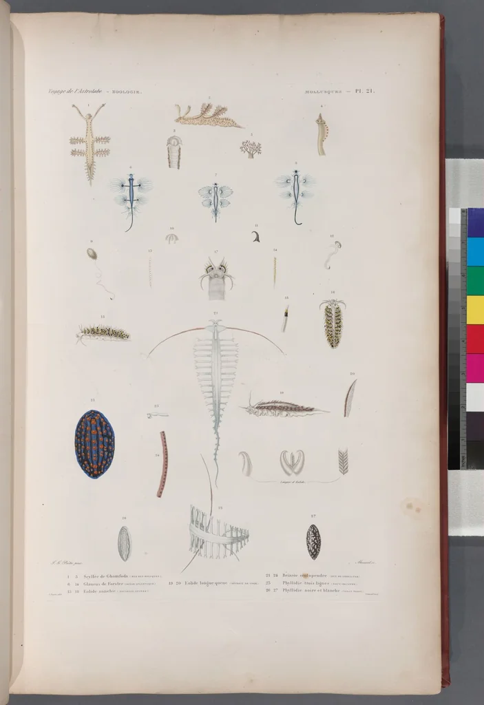 An illustration from Voyage de la corvette l'Astrolabe exécuté par ordre du roi, pendant les années 1826-1827-1828-1829, sous le commandement de M. J. Dumont d'Urville, 1830, leaf 353