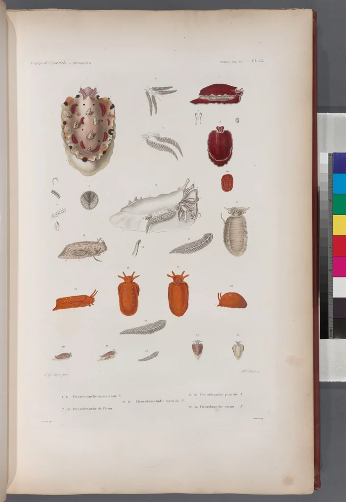 An illustration from Voyage de la corvette l'Astrolabe exécuté par ordre du roi, pendant les années 1826-1827-1828-1829, sous le commandement de M. J. Dumont d'Urville, 1830, leaf 354