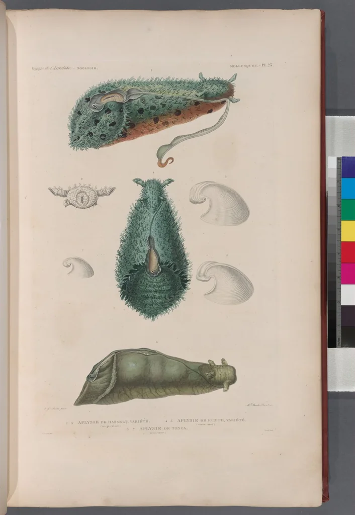 An illustration from Voyage de la corvette l'Astrolabe exécuté par ordre du roi, pendant les années 1826-1827-1828-1829, sous le commandement de M. J. Dumont d'Urville, 1830, leaf 355