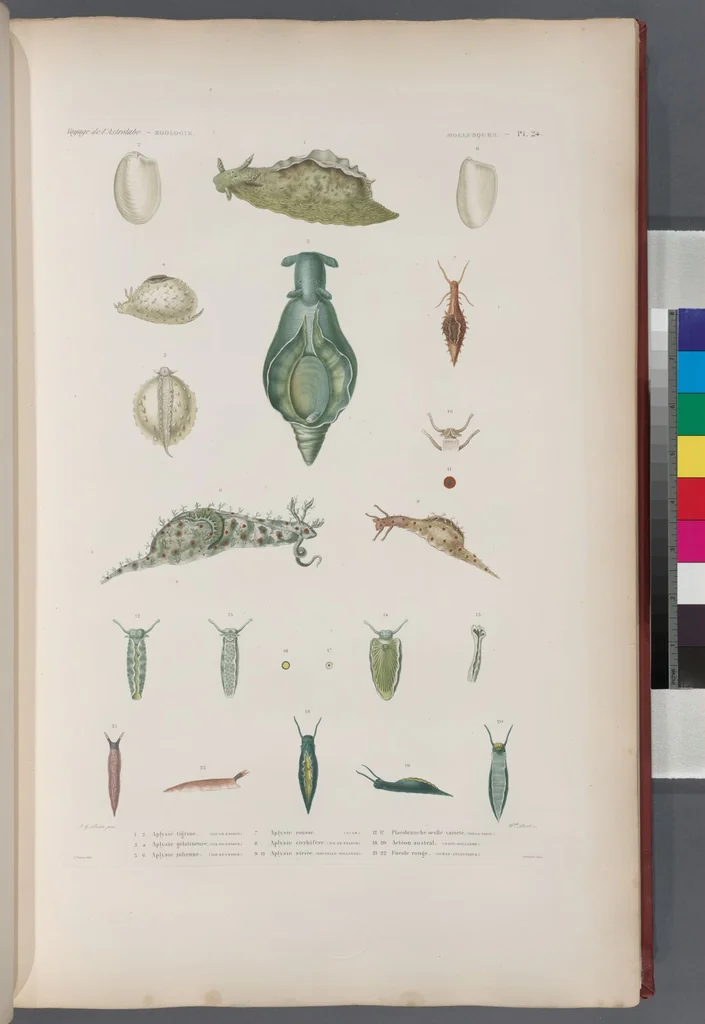 An illustration from Voyage de la corvette l'Astrolabe exécuté par ordre du roi, pendant les années 1826-1827-1828-1829, sous le commandement de M. J. Dumont d'Urville, 1830, leaf 356
