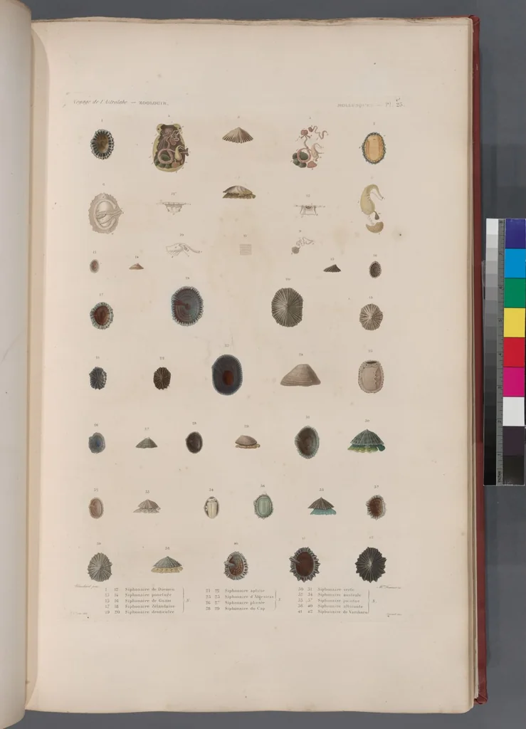 An illustration from Voyage de la corvette l'Astrolabe exécuté par ordre du roi, pendant les années 1826-1827-1828-1829, sous le commandement de M. J. Dumont d'Urville, 1830, leaf 357