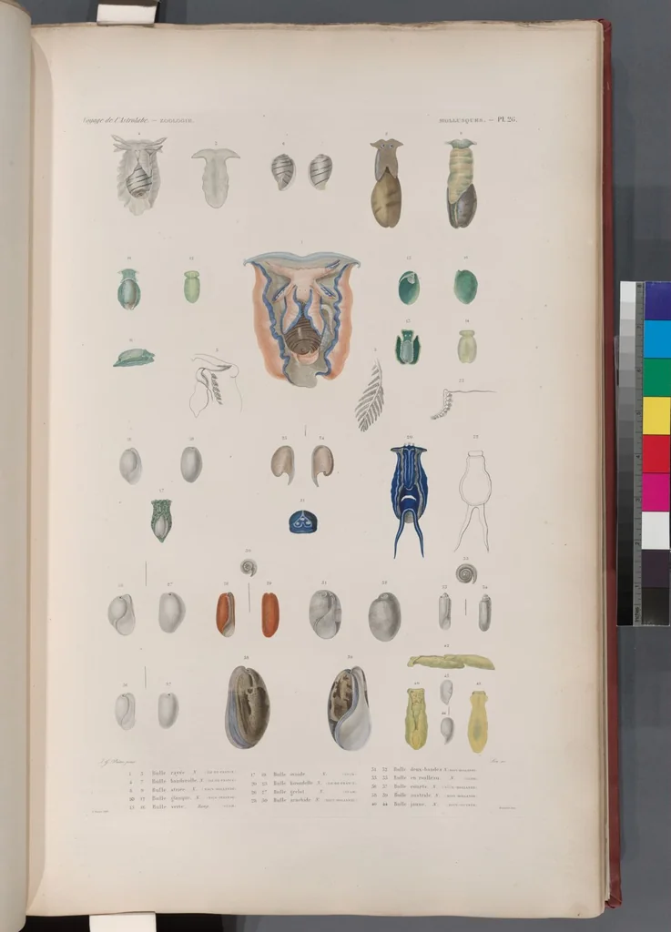 An illustration from Voyage de la corvette l'Astrolabe exécuté par ordre du roi, pendant les années 1826-1827-1828-1829, sous le commandement de M. J. Dumont d'Urville, 1830, leaf 358