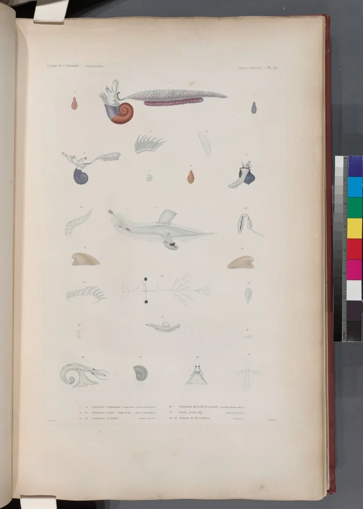 An illustration from Voyage de la corvette l'Astrolabe exécuté par ordre du roi, pendant les années 1826-1827-1828-1829, sous le commandement de M. J. Dumont d'Urville, 1830, leaf 361