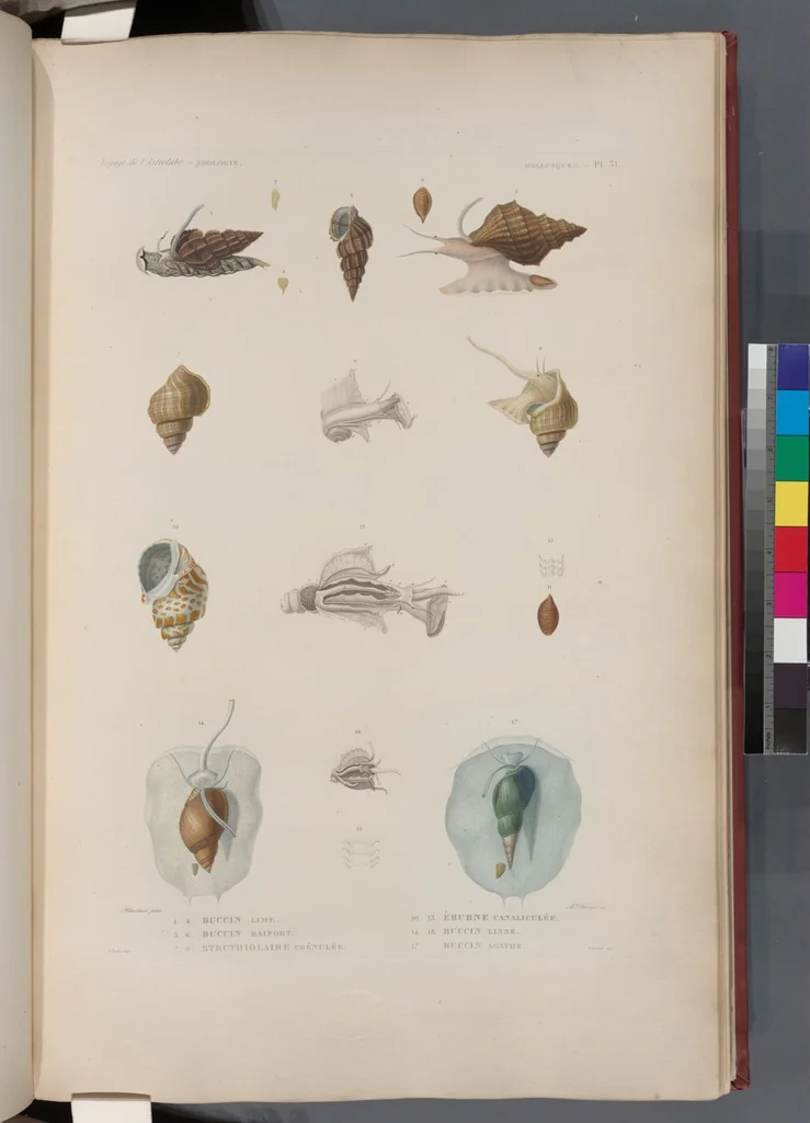 An illustration from Voyage de la corvette l'Astrolabe exécuté par ordre du roi, pendant les années 1826-1827-1828-1829, sous le commandement de M. J. Dumont d'Urville, 1830, leaf 363