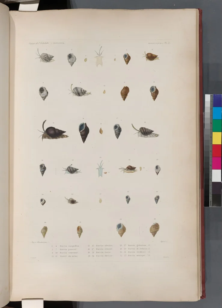 An illustration from Voyage de la corvette l'Astrolabe exécuté par ordre du roi, pendant les années 1826-1827-1828-1829, sous le commandement de M. J. Dumont d'Urville, 1830, leaf 364