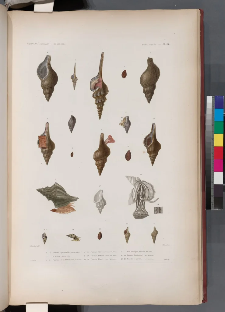 An illustration from Voyage de la corvette l'Astrolabe exécuté par ordre du roi, pendant les années 1826-1827-1828-1829, sous le commandement de M. J. Dumont d'Urville, 1830, leaf 366