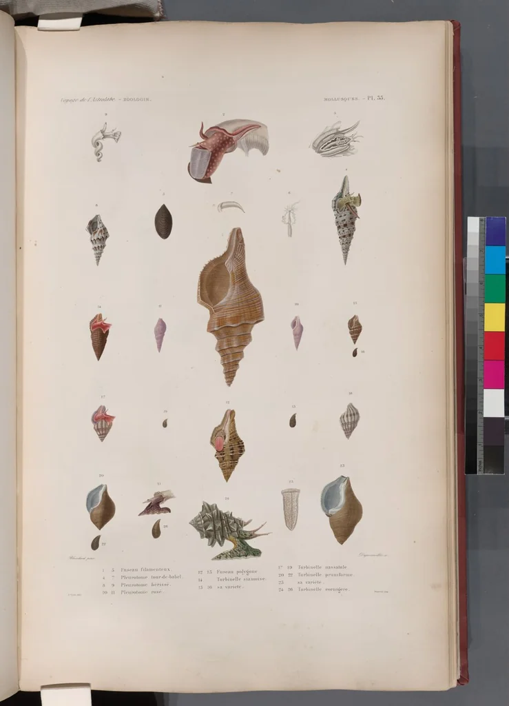 An illustration from Voyage de la corvette l'Astrolabe exécuté par ordre du roi, pendant les années 1826-1827-1828-1829, sous le commandement de M. J. Dumont d'Urville, 1830, leaf 367