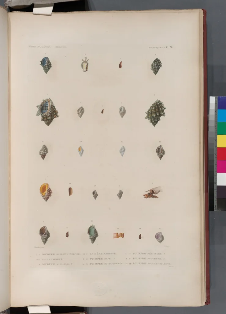 An illustration from Voyage de la corvette l'Astrolabe exécuté par ordre du roi, pendant les années 1826-1827-1828-1829, sous le commandement de M. J. Dumont d'Urville, 1830, leaf 370