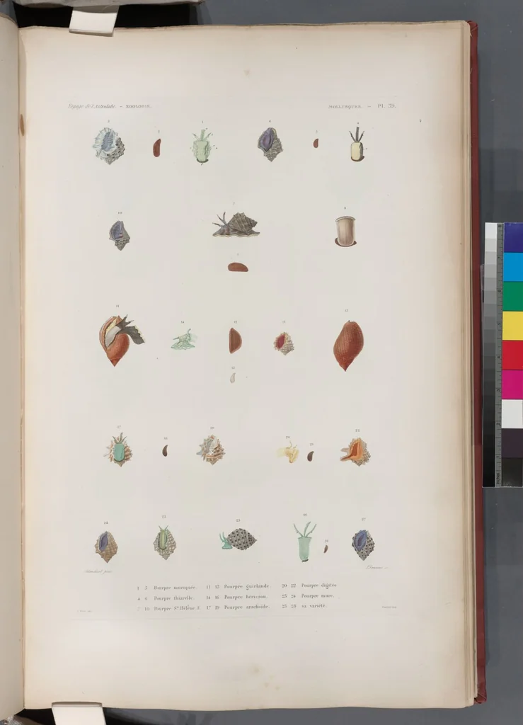An illustration from Voyage de la corvette l'Astrolabe exécuté par ordre du roi, pendant les années 1826-1827-1828-1829, sous le commandement de M. J. Dumont d'Urville, 1830, leaf 371