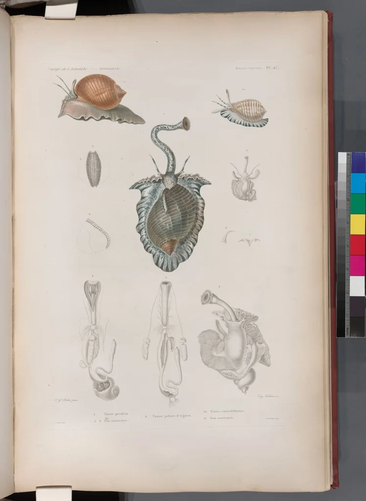 An illustration from Voyage de la corvette l'Astrolabe exécuté par ordre du roi, pendant les années 1826-1827-1828-1829, sous le commandement de M. J. Dumont d'Urville, 1830, leaf 373