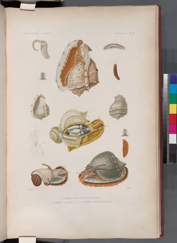 An illustration from Voyage de la corvette l'Astrolabe exécuté par ordre du roi, pendant les années 1826-1827-1828-1829, sous le commandement de M. J. Dumont d'Urville, 1830, leaf 374