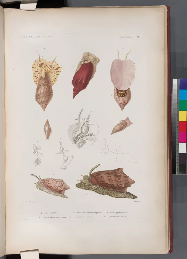 An illustration from Voyage de la corvette l'Astrolabe exécuté par ordre du roi, pendant les années 1826-1827-1828-1829, sous le commandement de M. J. Dumont d'Urville, 1830, leaf 375