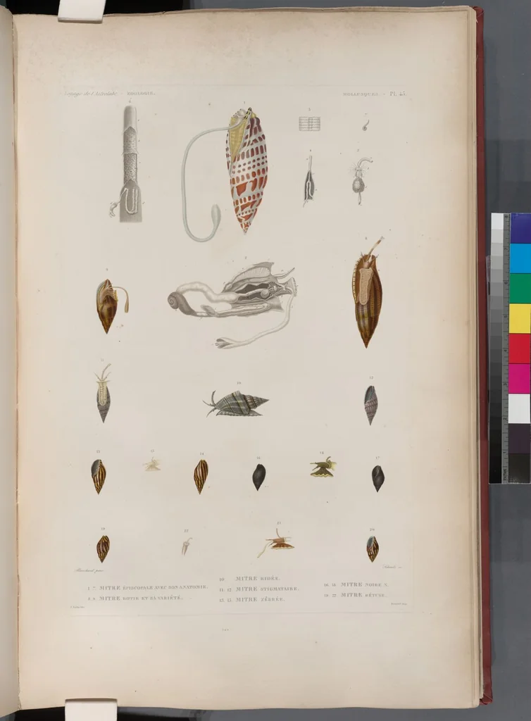 An illustration from Voyage de la corvette l'Astrolabe exécuté par ordre du roi, pendant les années 1826-1827-1828-1829, sous le commandement de M. J. Dumont d'Urville, 1830, leaf 376