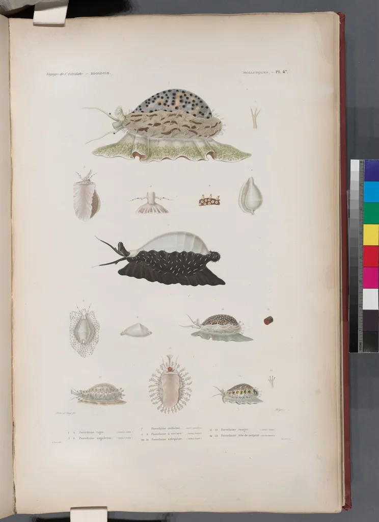 An illustration from Voyage de la corvette l'Astrolabe exécuté par ordre du roi, pendant les années 1826-1827-1828-1829, sous le commandement de M. J. Dumont d'Urville, 1830, leaf 379