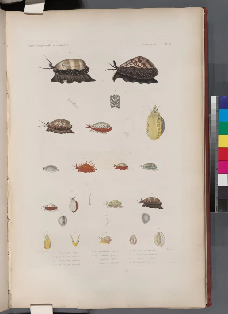 An illustration from Voyage de la corvette l'Astrolabe exécuté par ordre du roi, pendant les années 1826-1827-1828-1829, sous le commandement de M. J. Dumont d'Urville, 1830, leaf 380