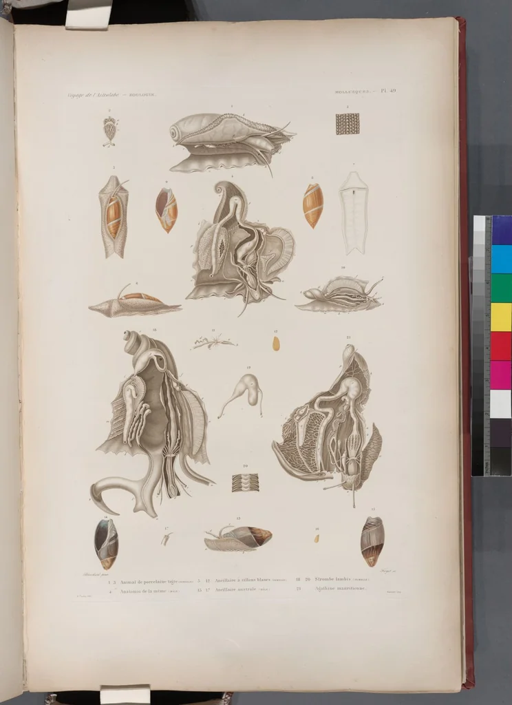 An illustration from Voyage de la corvette l'Astrolabe exécuté par ordre du roi, pendant les années 1826-1827-1828-1829, sous le commandement de M. J. Dumont d'Urville, 1830, leaf 381