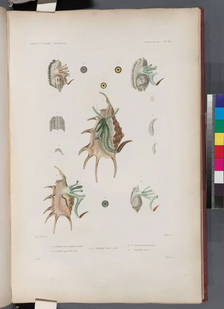 An illustration from Voyage de la corvette l'Astrolabe exécuté par ordre du roi, pendant les années 1826-1827-1828-1829, sous le commandement de M. J. Dumont d'Urville, 1830, leaf 382