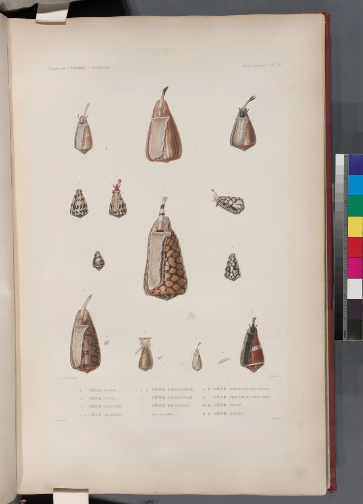 An illustration from Voyage de la corvette l'Astrolabe exécuté par ordre du roi, pendant les années 1826-1827-1828-1829, sous le commandement de M. J. Dumont d'Urville, 1830, leaf 384