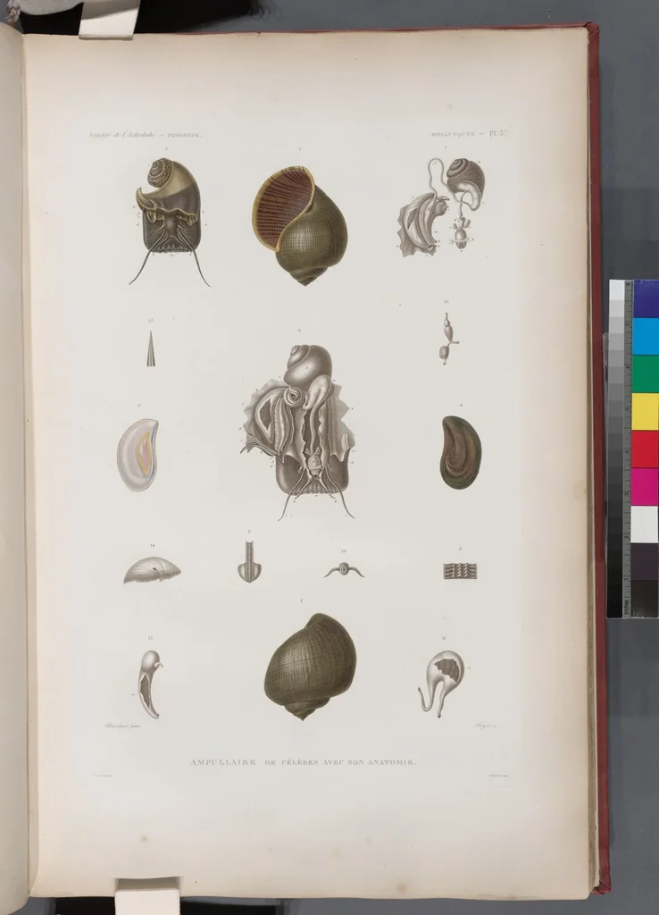 An illustration from Voyage de la corvette l'Astrolabe exécuté par ordre du roi, pendant les années 1826-1827-1828-1829, sous le commandement de M. J. Dumont d'Urville, 1830, leaf 389