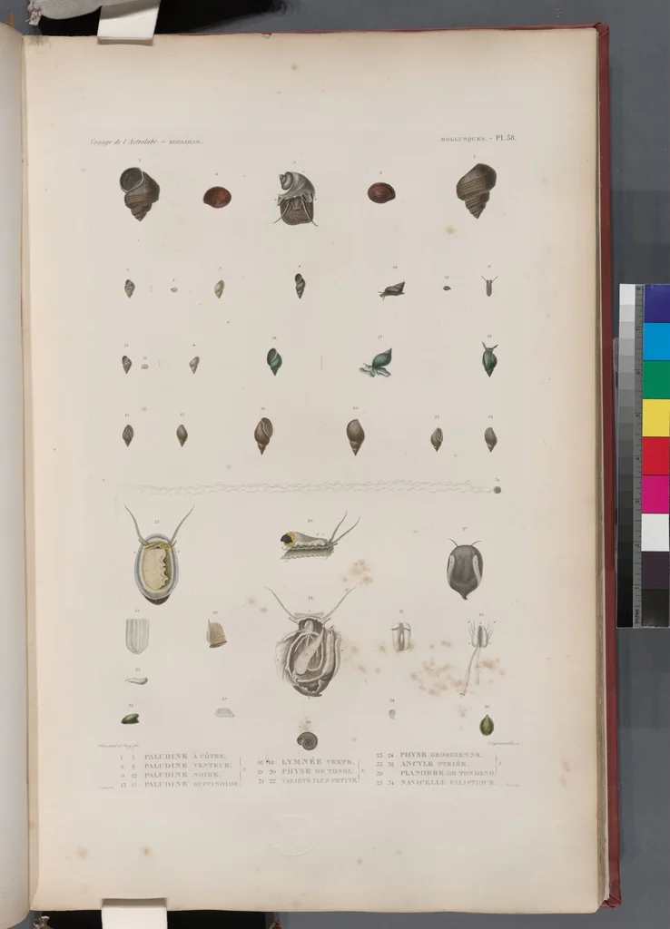 An illustration from Voyage de la corvette l'Astrolabe exécuté par ordre du roi, pendant les années 1826-1827-1828-1829, sous le commandement de M. J. Dumont d'Urville, 1830, leaf 390