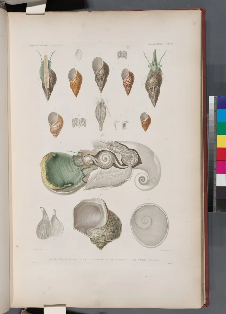 An illustration from Voyage de la corvette l'Astrolabe exécuté par ordre du roi, pendant les années 1826-1827-1828-1829, sous le commandement de M. J. Dumont d'Urville, 1830, leaf 391