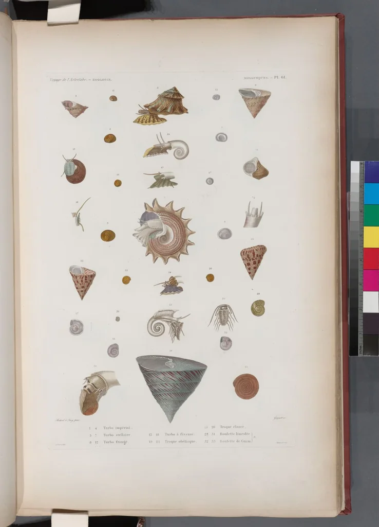 An illustration from Voyage de la corvette l'Astrolabe exécuté par ordre du roi, pendant les années 1826-1827-1828-1829, sous le commandement de M. J. Dumont d'Urville, 1830, leaf 393
